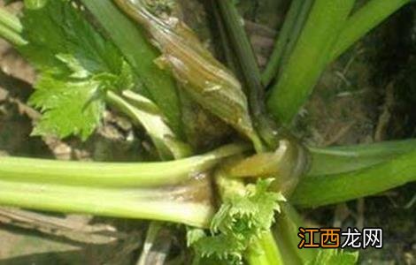 芹菜烂心的原因及防治方法 芹菜烂心的原因及防治方法图片