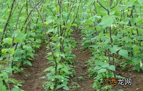 芸豆不结荚怎么办呢 芸豆不结荚怎么办