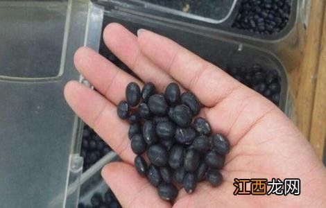 黑豆种植注意事项 黑豆种植注意事项和禁忌