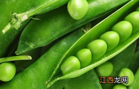 怎样种植豌豆 怎样种植豌豆尖