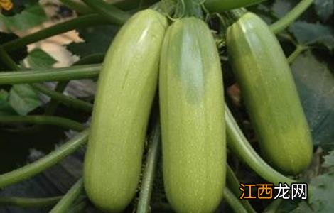 西葫芦种植时间和方法 西葫芦种植时间和方法图片