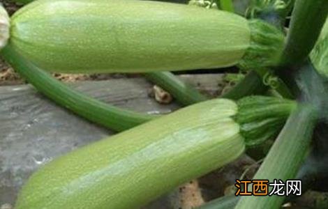 西葫芦种植时间和方法 西葫芦种植时间和方法图片