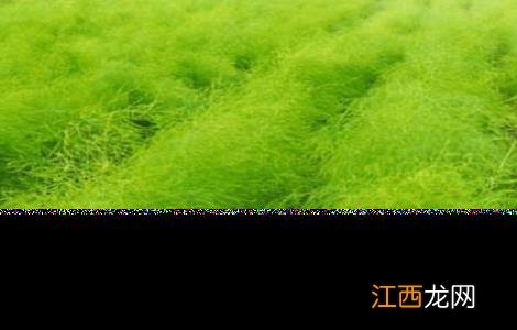 种植芦笋需要什么条件 芦笋种植的注意事项