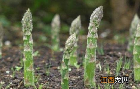 种植芦笋需要什么条件 芦笋种植的注意事项