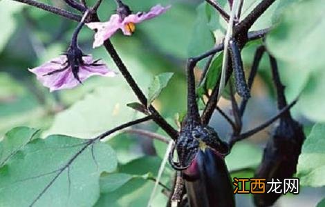 茄子种植的注意事项是什么 茄子种植的注意事项