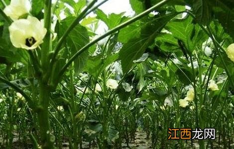 秋葵的施肥方法有哪些 秋葵的施肥方法