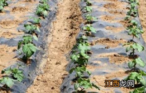 秋葵的施肥方法有哪些 秋葵的施肥方法