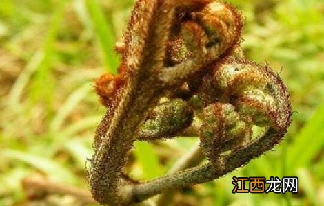 蕨菜的种植时间与方法图片 蕨菜的种植时间与方法