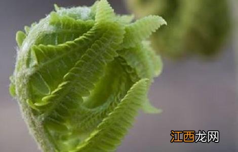 蕨菜的种植时间与方法图片 蕨菜的种植时间与方法