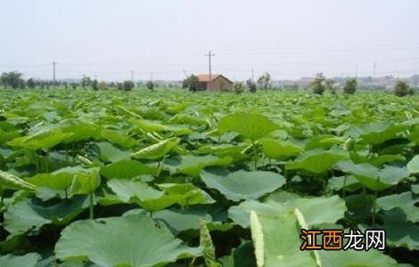 莲藕的种植时间与方法视频 莲藕的种植时间与方法