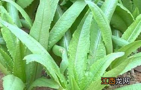 油麦菜的种植时间与方法 油麦菜种植技术和时间方法