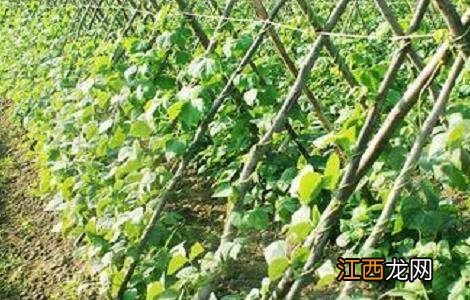 豆角种植的时间与方法 豆角种植时间和方法