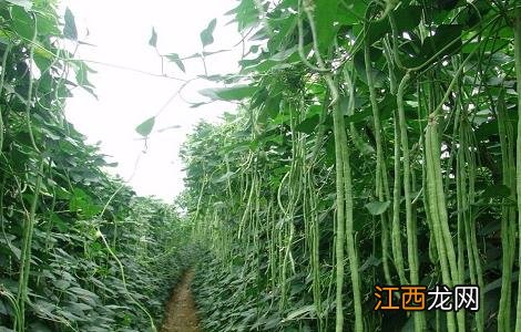 豆角种植的时间与方法 豆角种植时间和方法