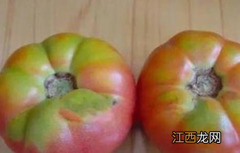 西红柿转色不均匀的原因和解决方法 西红柿转色不均匀的原因和解决方法图片