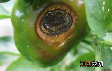 辣椒种植的病虫害图片及防治方法视频 辣椒种植的病虫害图片及防治方法