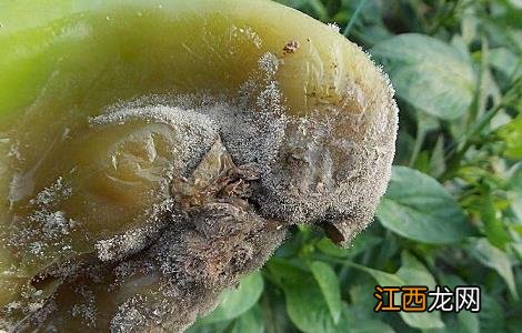 辣椒种植的病虫害图片及防治方法视频 辣椒种植的病虫害图片及防治方法