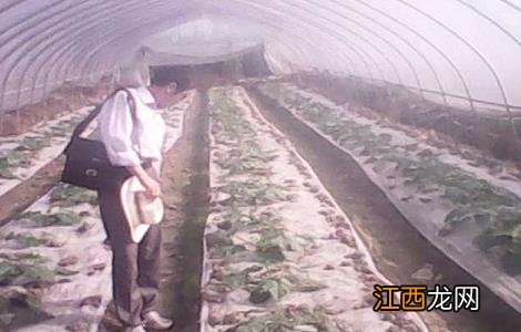 冬天种植蔬菜如何采取防寒防冻措施 冬天种植蔬菜如何采取防寒防冻措施视频