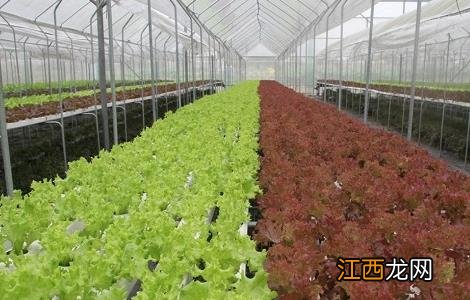 冬天种植蔬菜如何采取防寒防冻措施 冬天种植蔬菜如何采取防寒防冻措施视频