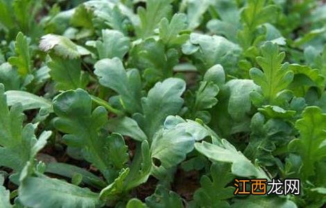 茼蒿种子价格及种植方法图片 茼蒿种子价格及种植方法