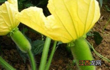 冬瓜种子大全及价格种 冬瓜种子价格及种植方法