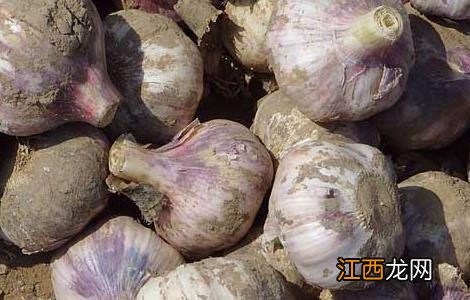 大蒜何时传入中国 大蒜什么时候传入中国