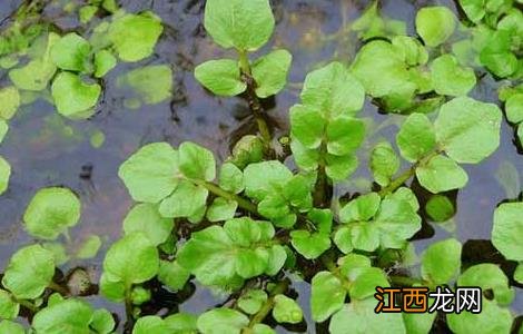 豆瓣菜种植技术 豆瓣菜栽培技术