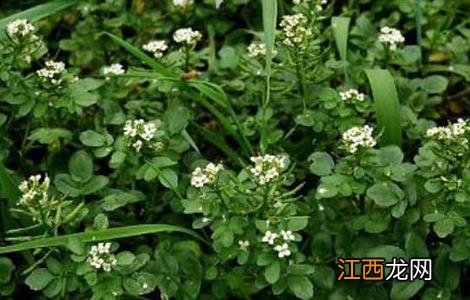 豆瓣菜种植技术 豆瓣菜栽培技术