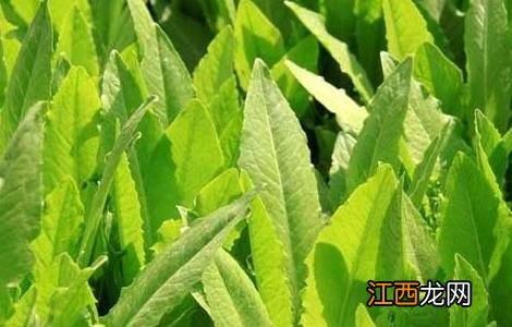 油麦菜种植技术和管理视频 油麦菜种植技术