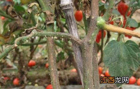 番茄枯萎病防治技术 番茄枯萎病防治技术方法