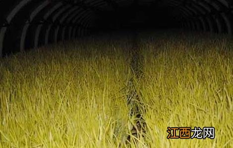 蒜黄无土栽培技术视频 蒜黄无土栽培技术