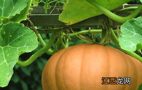 中国最好的南瓜产地 南瓜产地在哪里