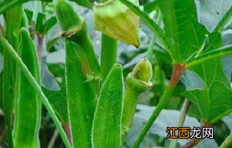 黄秋葵主要病害 黄秋葵病虫害防治技术