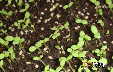 茼蒿的种植时间