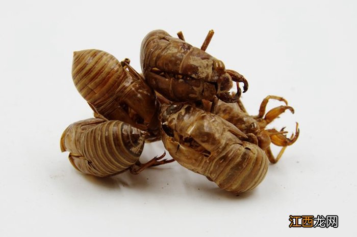 蝉蜕图片 蝉蜕图片大全大图