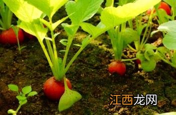 樱桃萝卜种植时间和方法 樱桃萝卜