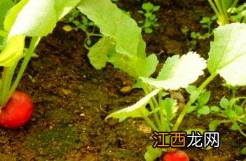 樱桃萝卜种植时间和方法 樱桃萝卜