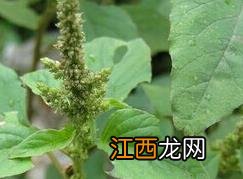 苋菜 苋菜黄连素胶囊