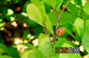 神秘果种植方法和管理 神秘果