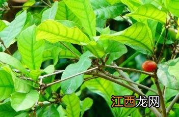 神秘果种植方法和管理 神秘果