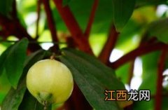 蒲桃 蒲桃树