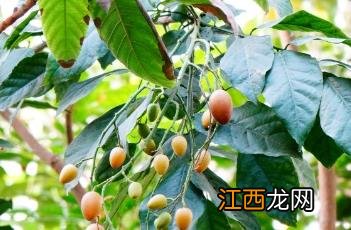 黄皮 黄皮适合什么色号的口红