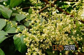 黄皮 黄皮适合什么色号的口红