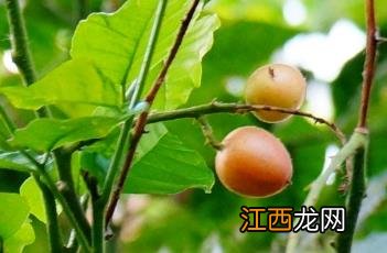 黄皮 黄皮适合什么色号的口红