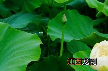 白雪公主出自哪本童话书 白雪公主