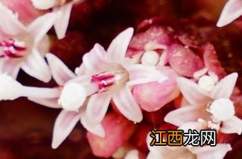 蜂斗菜 蜂斗菜图片