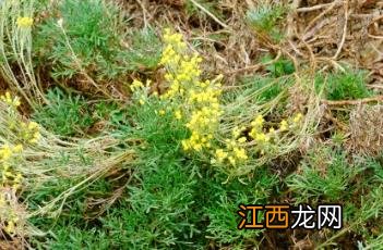 束伞亚菊 束伞亚菊又叫什么名字