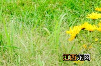 丽色画眉草 画眉草效果图