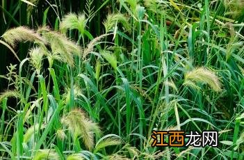 长芒稗图片 长芒稗