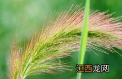 长芒稗图片 长芒稗