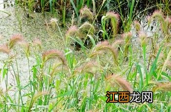 长芒稗图片 长芒稗